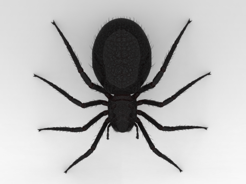 Giant Spider 3D Model
