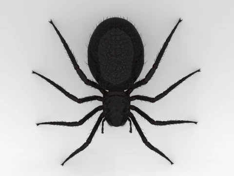 Giant Spider 3D Model