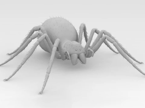 Giant Spider 3D Model