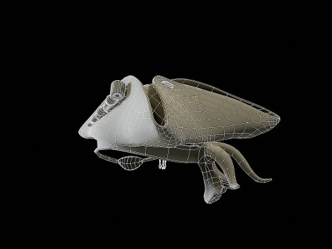 Pirate Hat PBR Modelo 3D
