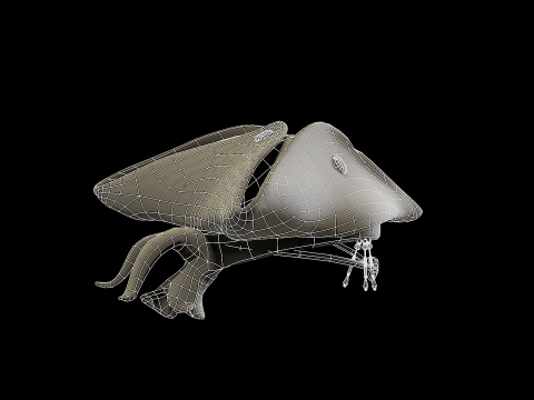 Pirate Hat PBR Modelo 3D