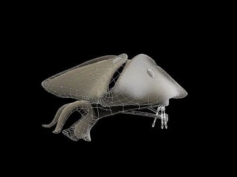 Pirate Hat PBR 3D Model