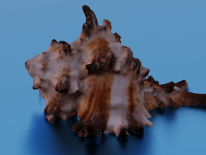 SEA SHELL GAME READY LOW POLY 3D MODEL 3D Модель