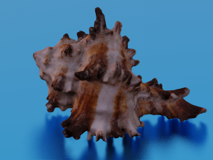 SEA SHELL GAME READY LOW POLY 3D MODEL 3D Model