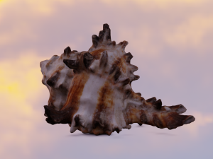 SEA SHELL GAME READY LOW POLY 3D MODEL 3D Model