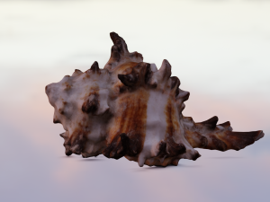 SEA SHELL GAME READY LOW POLY 3D MODEL 3D Model