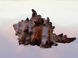 SEA SHELL GAME READY LOW POLY 3D MODEL 3D Model