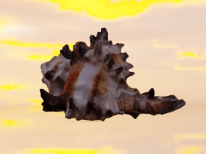 SEA SHELL GAME READY LOW POLY 3D MODEL 3D Model