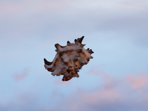 SEA SHELL GAME READY LOW POLY 3D MODEL 3D Model