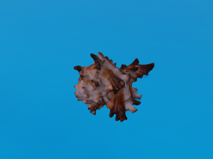 SEA SHELL GAME READY LOW POLY 3D MODEL 3D Model
