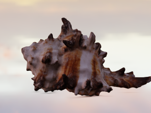 SEA SHELL GAME READY LOW POLY 3D MODEL 3D Model