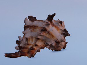 SEA SHELL GAME READY LOW POLY 3D MODEL 3D Model