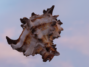 SEA SHELL GAME READY LOW POLY 3D MODEL 3D Model