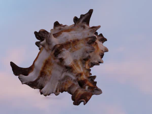 SEA SHELL GAME READY LOW POLY 3D MODEL 3D Model