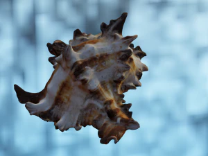 SEA SHELL GAME READY LOW POLY 3D MODEL 3D Model