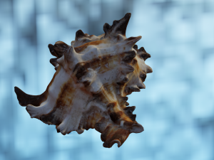 SEA SHELL GAME READY LOW POLY 3D MODEL 3D Model