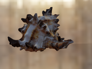 SEA SHELL GAME READY LOW POLY 3D MODEL 3D Model