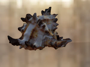 SEA SHELL GAME READY LOW POLY 3D MODEL 3D Model