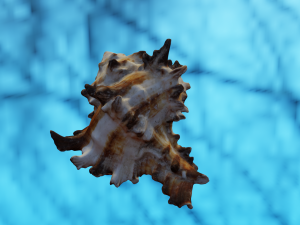 SEA SHELL GAME READY LOW POLY 3D MODEL 3D Model
