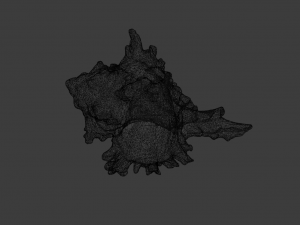 SEA SHELL GAME READY LOW POLY 3D MODEL 3D Model