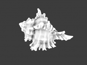 SEA SHELL GAME READY LOW POLY 3D MODEL 3D Model