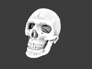 SKULL GAME READY LOW POLY 3D MODEL 3D 모델