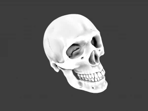 SKULL GAME READY LOW POLY 3D MODEL 3D Model