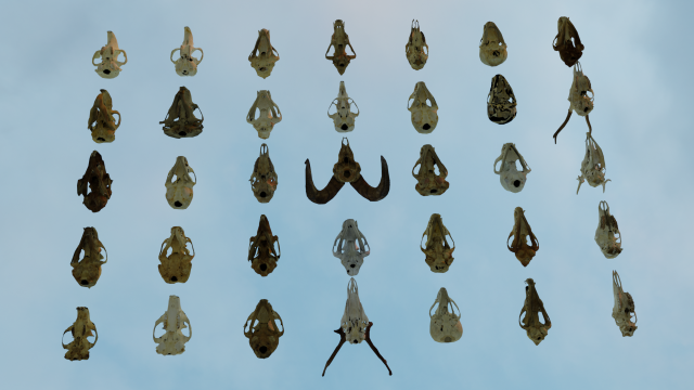 35 IN 1 ANIMALS SKULL GAME READY 3D MODEL Model 3D .c4d .max .obj .3ds .fbx .stl .blend 