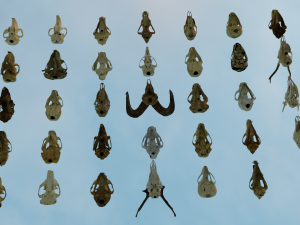 35 IN 1 ANIMALS SKULL GAME READY 3D MODEL 3D Model