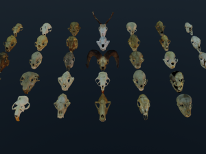 35 IN 1 ANIMALS SKULL GAME READY 3D MODEL Model 3D
