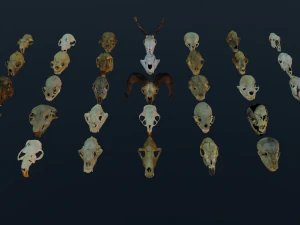 35 IN 1 ANIMALS SKULL GAME READY 3D MODEL 3D Model