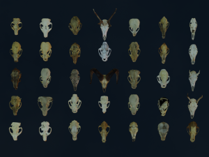 35 IN 1 ANIMALS SKULL GAME READY 3D MODEL Model 3D
