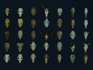 35 IN 1 ANIMALS SKULL GAME READY 3D MODEL 3D Model
