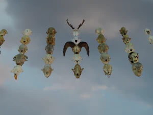 35 IN 1 ANIMALS SKULL GAME READY 3D MODEL 3D Model