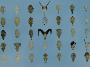 35 IN 1 ANIMALS SKULL GAME READY 3D MODEL Model 3D