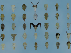 35 IN 1 ANIMALS SKULL GAME READY 3D MODEL 3D Model