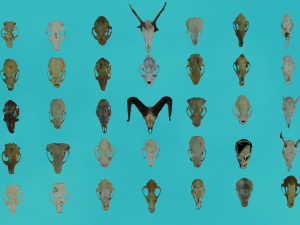 35 IN 1 ANIMALS SKULL GAME READY 3D MODEL Model 3D