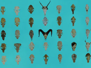 35 IN 1 ANIMALS SKULL GAME READY 3D MODEL 3D Model