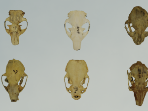 35 IN 1 ANIMALS SKULL GAME READY 3D MODEL Model 3D