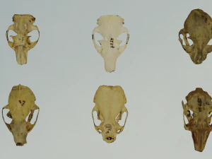 35 IN 1 ANIMALS SKULL GAME READY 3D MODEL 3D Model