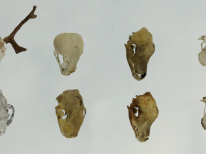 35 IN 1 ANIMALS SKULL GAME READY 3D MODEL 3D Model