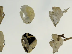 35 IN 1 ANIMALS SKULL GAME READY 3D MODEL 3D Model