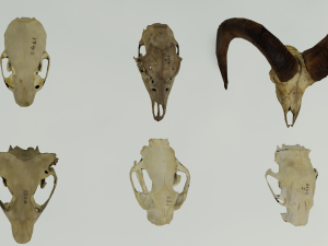 35 IN 1 ANIMALS SKULL GAME READY 3D MODEL Model 3D