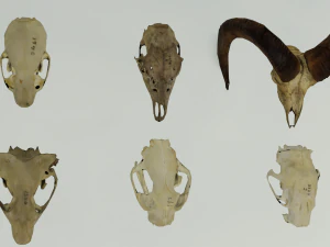 35 IN 1 ANIMALS SKULL GAME READY 3D MODEL 3D Model