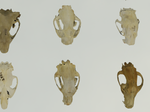 35 IN 1 ANIMALS SKULL GAME READY 3D MODEL Model 3D
