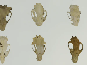 35 IN 1 ANIMALS SKULL GAME READY 3D MODEL 3D Model