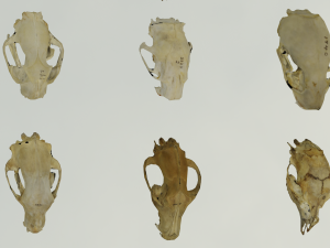 35 IN 1 ANIMALS SKULL GAME READY 3D MODEL Model 3D