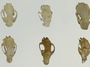 35 IN 1 ANIMALS SKULL GAME READY 3D MODEL 3D Model
