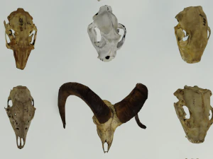 35 IN 1 ANIMALS SKULL GAME READY 3D MODEL 3D Model