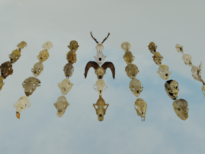 35 IN 1 ANIMALS SKULL GAME READY 3D MODEL Model 3D